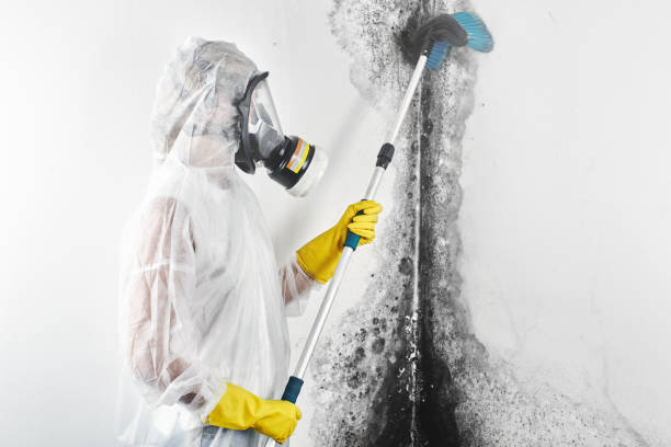 Mold Documentation for Insurance Claims in Tipton, IN