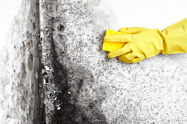 Best Real Estate Mold Inspection  in Tipton, IN