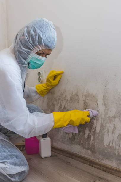 Best Mold Documentation for Insurance Claims  in Tipton, IN