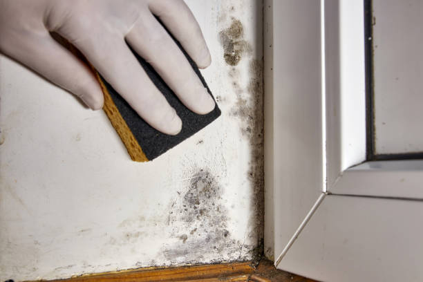 Best Water Damage & Mold Remediation  in Tipton, IN